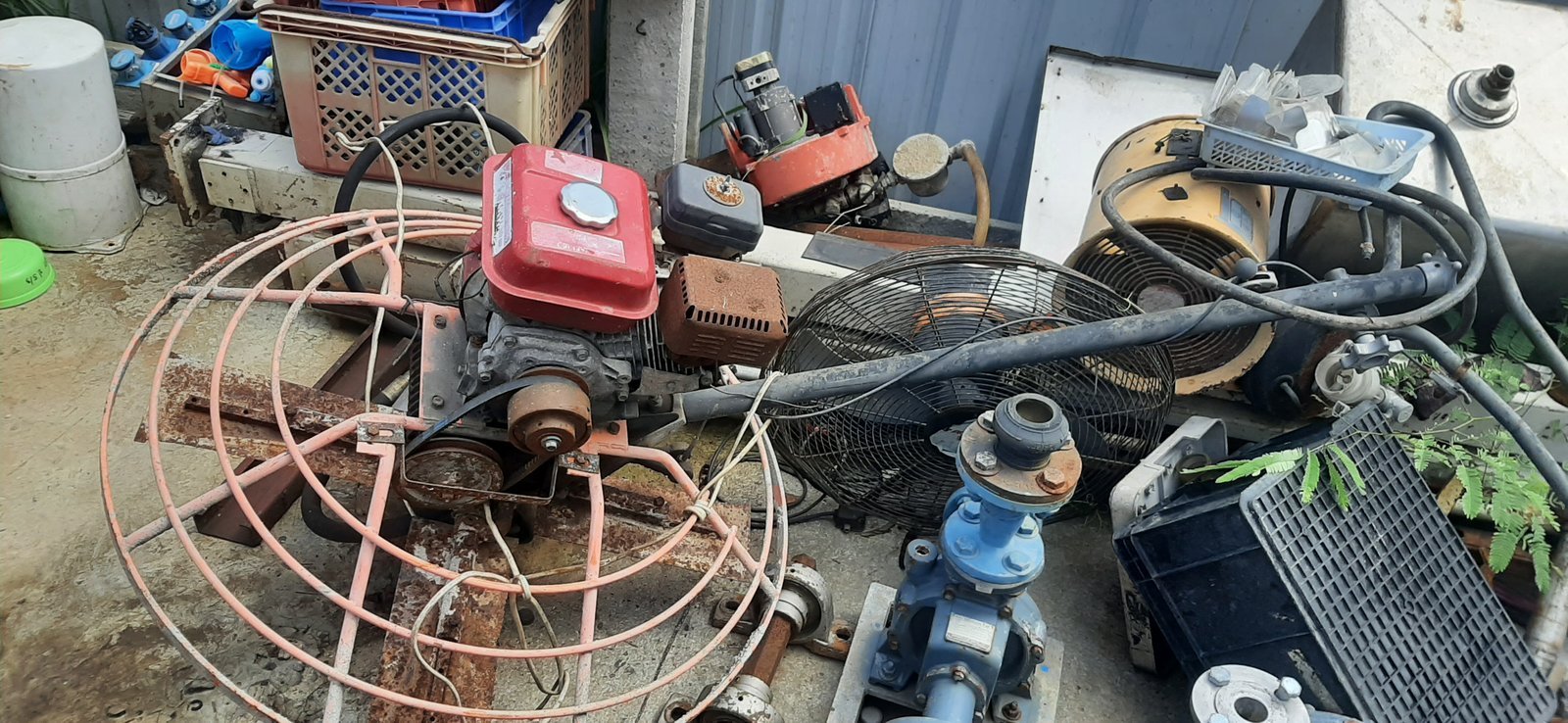 แมงปอขัดพื้น