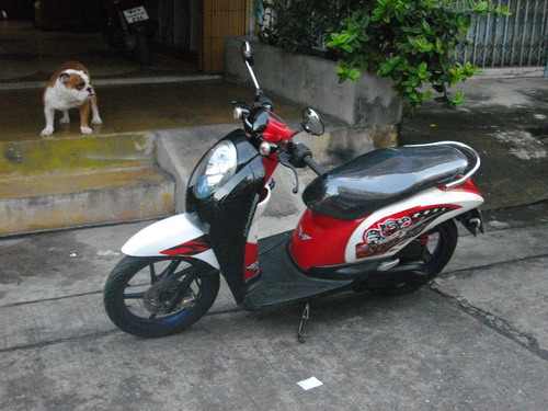 ขาย Scoopy i หัวฉีด สวยเท่ห์ เครื่องดีเยี่ยม ได้ไปไม่ต้องทำอะไรเลยใช้ยาวๆ ราคา 17500 บาท ขาย Scoopy i หัวฉีด สวยเท่ห์ เครื่องดีเยี่ยม ได้ไปไม่ต้องทำอะไรเลยใช้ยาวๆ ราคา 17500 บาท