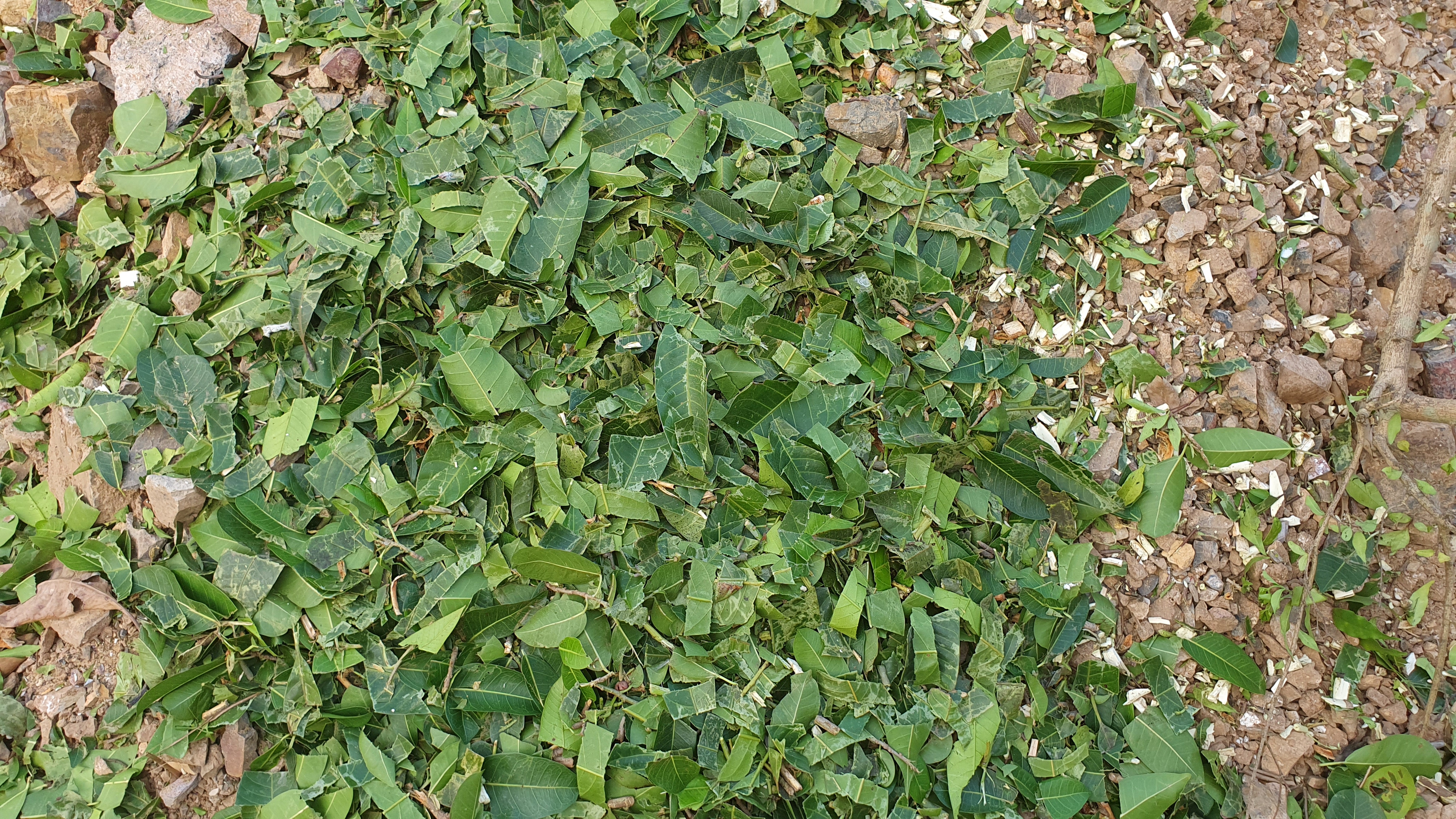 เครื่องสับกิ่งไม้