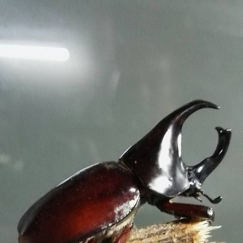 seller