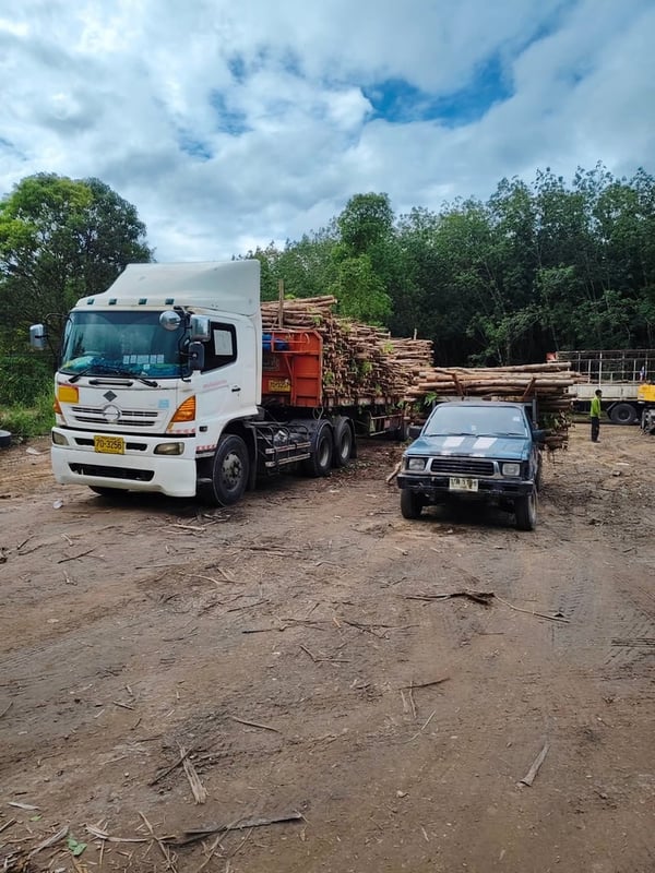 ขายฮีโน่เมก้า