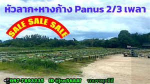 หางก้างปลา 45F ปี 58 มี 10 หาง สนใจสอบถามได้ครับเป็นหางยี่ห้ออู่พนัส