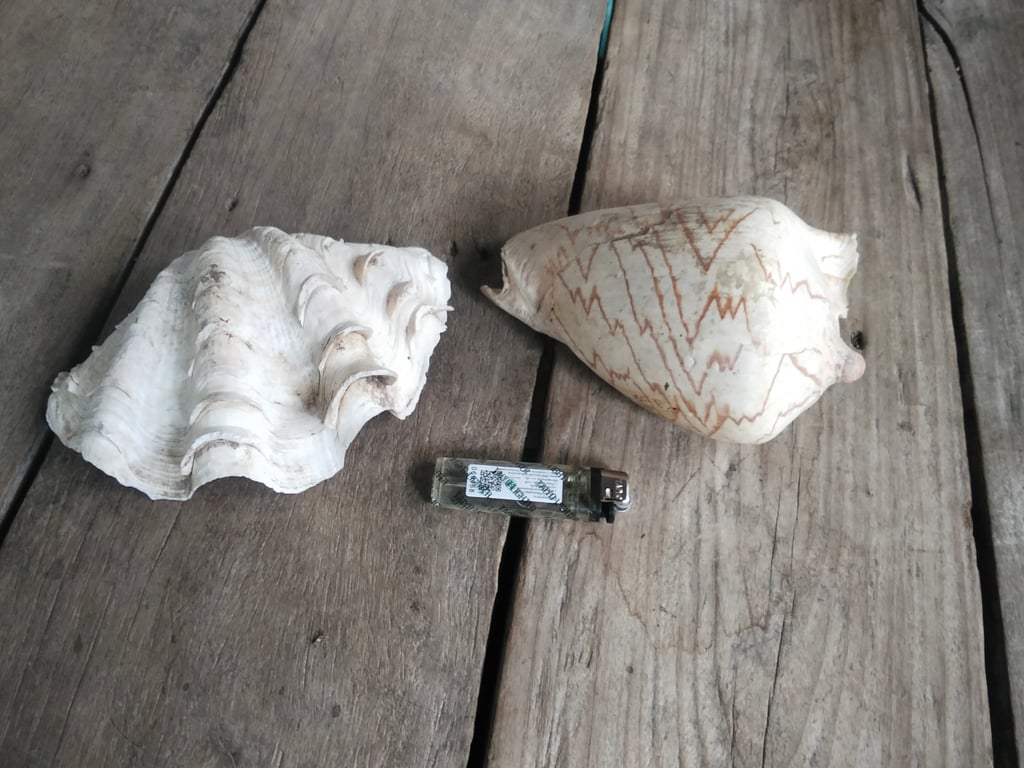 หอย2ตัว650พร้อมส่งคับ