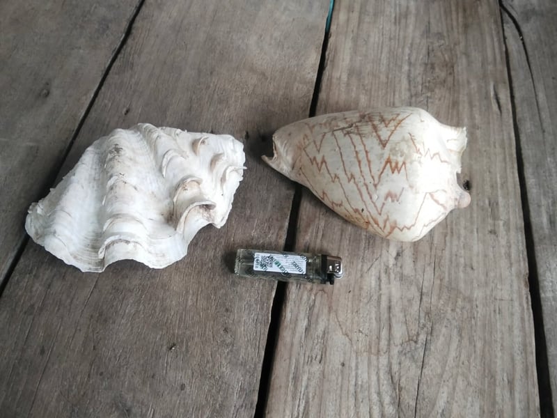 หอย2ตัว650พร้อมส่งคับ หอย2ตัว650พร้อมส่งคับ