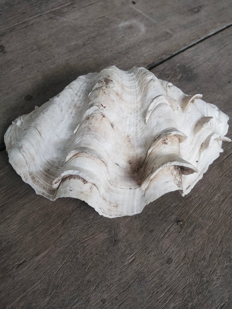 หอย2ตัว650พร้อมส่งคับ