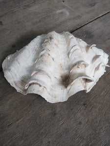 หอย2ตัว650พร้อมส่งคับ หอย2ตัว650พร้อมส่งคับ