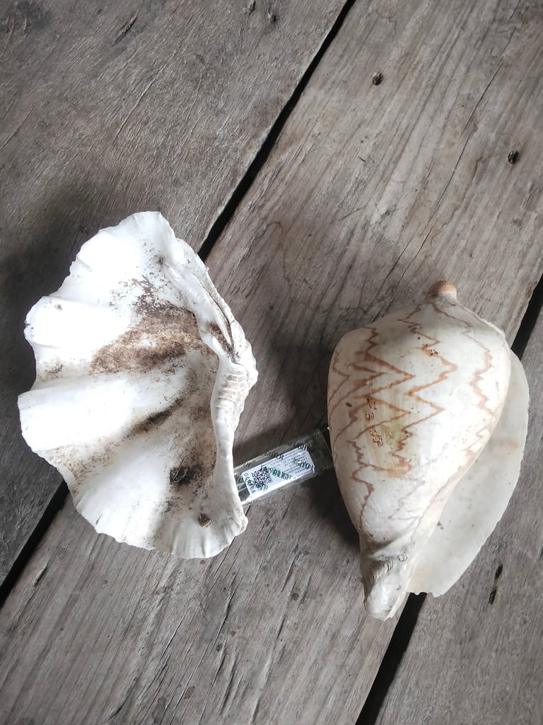 หอย2ตัว650พร้อมส่งคับ