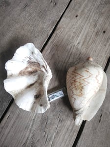 หอย2ตัว650พร้อมส่งคับ หอย2ตัว650พร้อมส่งคับ