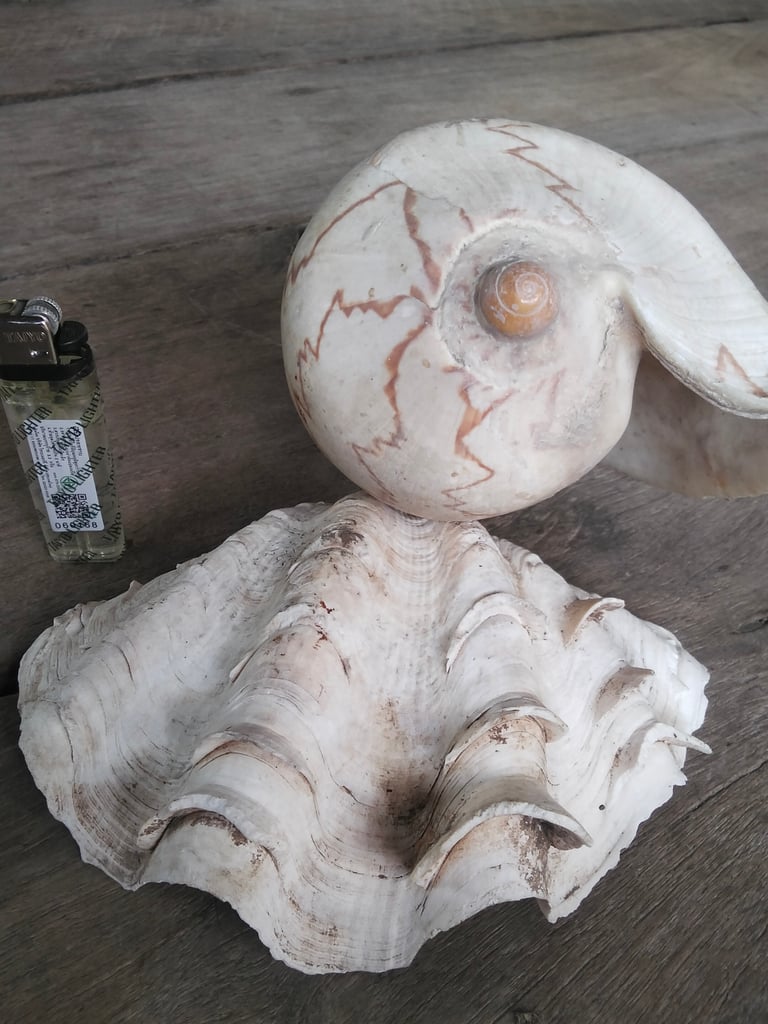 หอย2ตัว650พร้อมส่งคับ