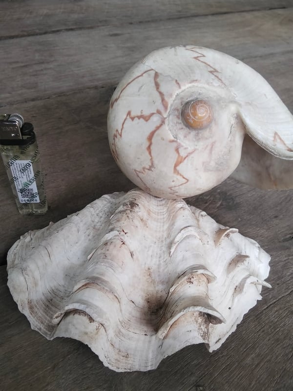 หอย2ตัว650พร้อมส่งคับ