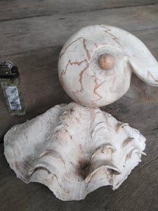 หอย2ตัว650พร้อมส่งคับ หอย2ตัว650พร้อมส่งคับ