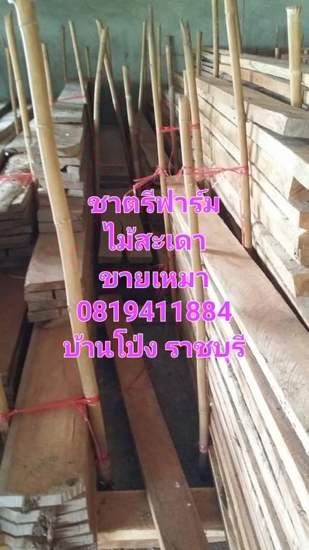 ไม้สะเดา ไม้สะเดาเทียม ไม้สะเดาแปรรูป ขายเหมา ไม่มีบริการส่ง ไม้สะเดา ไม้สะเดาเทียม ไม้สะเดาแปรรูป ขายเหมา ไม่มีบริการส่ง