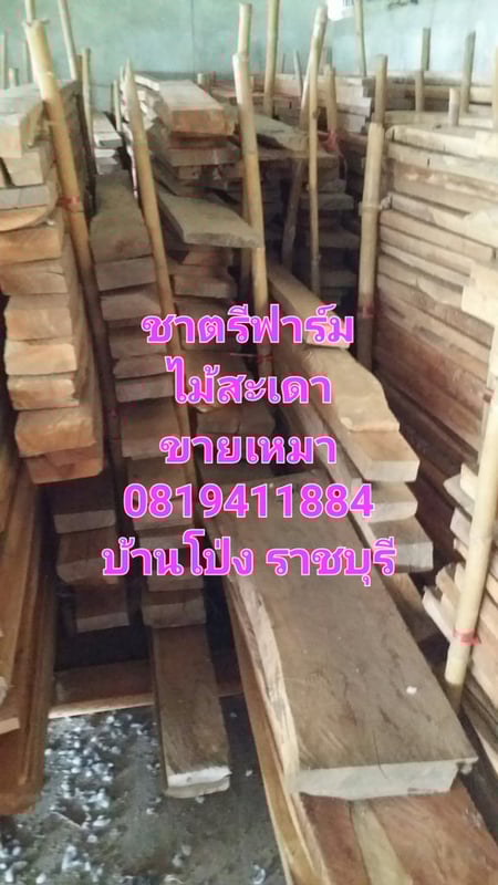 ไม้สะเดา ไม้สะเดาเทียม ไม้สะเดาแปรรูป ขายเหมา ไม่มีบริการส่ง ไม้สะเดา ไม้สะเดาเทียม ไม้สะเดาแปรรูป ขายเหมา ไม่มีบริการส่ง