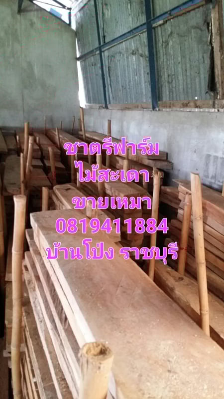 ไม้สะเดา ไม้สะเดาเทียม ไม้สะเดาแปรรูป ขายเหมา ไม่มีบริการส่ง ไม้สะเดา ไม้สะเดาเทียม ไม้สะเดาแปรรูป ขายเหมา ไม่มีบริการส่ง