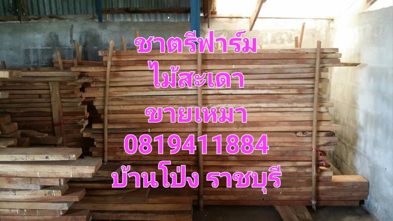 ไม้สะเดา ไม้สะเดาเทียม ไม้สะเดาแปรรูป ขายเหมา ไม่มีบริการส่ง ไม้สะเดา ไม้สะเดาเทียม ไม้สะเดาแปรรูป ขายเหมา ไม่มีบริการส่ง