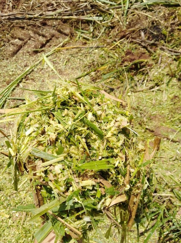 เครื่องสับย่อยหญ้าเนเปียร์เเละข้าวโพด เครื่องสับย่อยหญ้าเนเปียร์เเละข้าวโพด