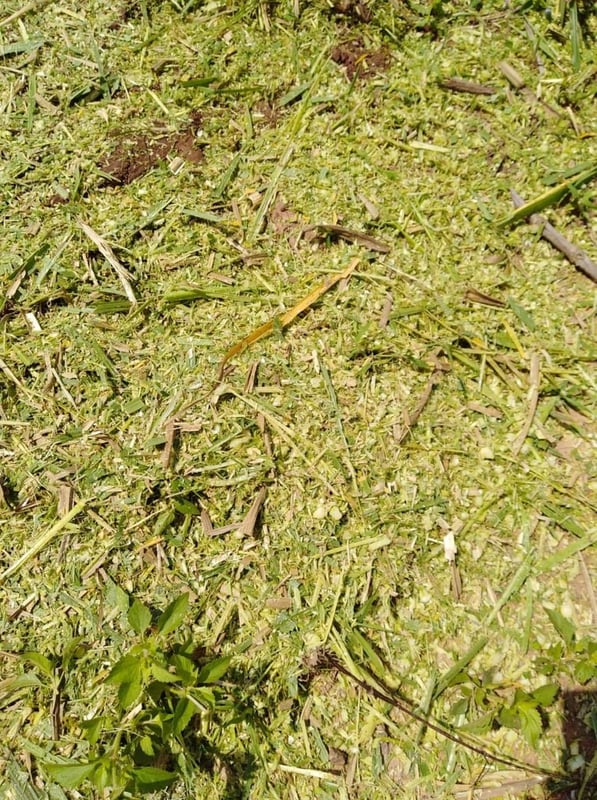 เครื่องสับย่อยหญ้าเนเปียร์เเละข้าวโพด เครื่องสับย่อยหญ้าเนเปียร์เเละข้าวโพด