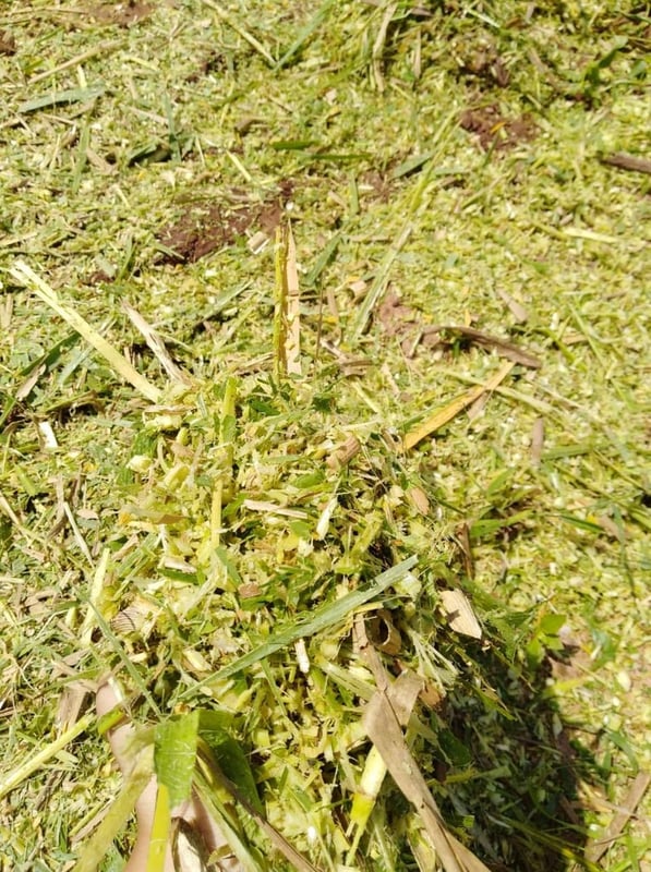 เครื่องสับย่อยหญ้าเนเปียร์เเละข้าวโพด เครื่องสับย่อยหญ้าเนเปียร์เเละข้าวโพด