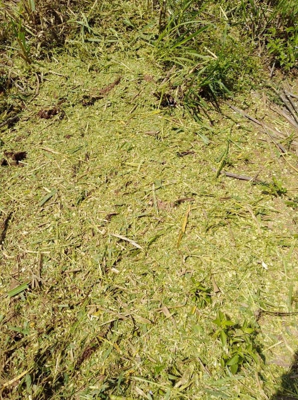 เครื่องสับย่อยหญ้าเนเปียร์เเละข้าวโพด เครื่องสับย่อยหญ้าเนเปียร์เเละข้าวโพด