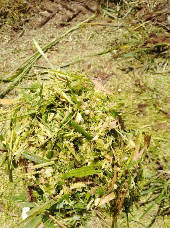 เครื่องสับย่อยหญ้าเนเปียร์เเละข้าวโพด เครื่องสับย่อยหญ้าเนเปียร์เเละข้าวโพด