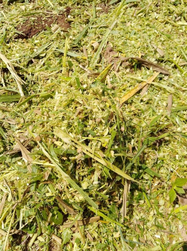 เครื่องสับย่อยหญ้าเนเปียร์เเละข้าวโพด เครื่องสับย่อยหญ้าเนเปียร์เเละข้าวโพด