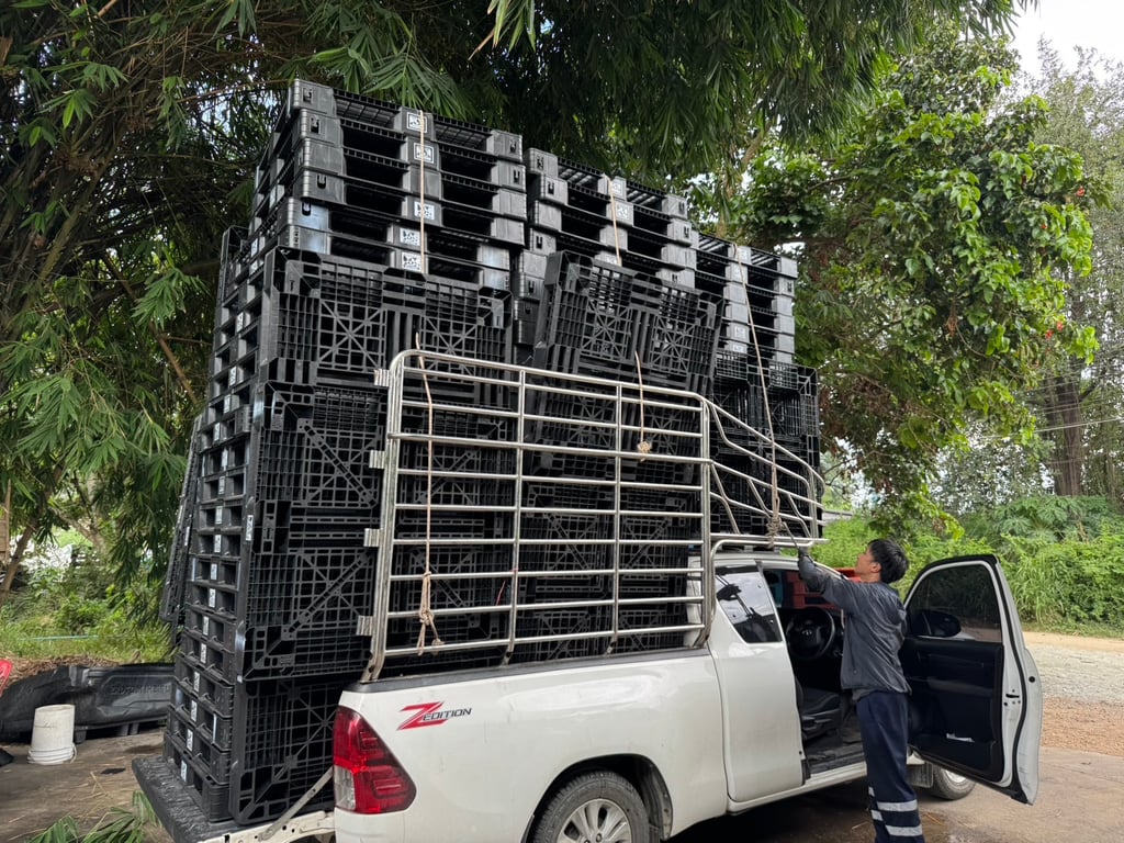 Pallet plastic พาเลทพลาสติกมือสอง สภาพดีมาก Pallet plastic พาเลทพลาสติกมือสอง สภาพดีมาก
