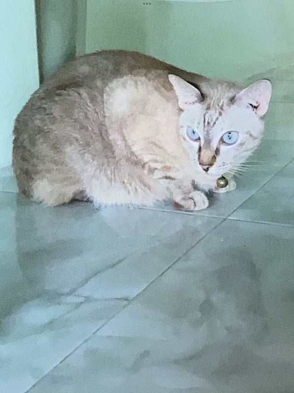 เข้าใหม่‼️ ISUZU GXZ 360 MT หัวลากพร้อมหาง