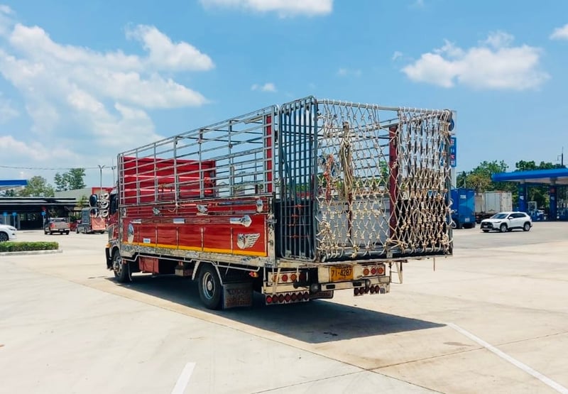 NEW FC9J 210  รถบรรทุกวัว กะบะปีเนียม