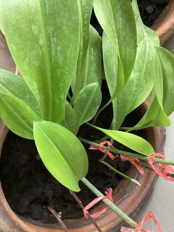 BD2F เก่า🇯🇵 เหล็กเฟรม ใบมีดหน้าๆ BD2F เก่า🇯🇵 เหล็กเฟรม ใบมีดหน้าๆ